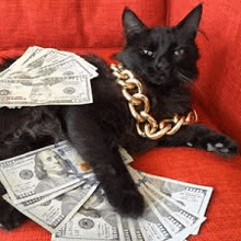 a black cat wearing a gold chain and a bunch of money is laying on a couch .