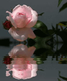 Rose Pink Rose GIF - Rose Pink Rose Reflection GIFs