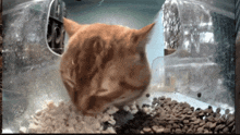 a cat is eating from a plastic container