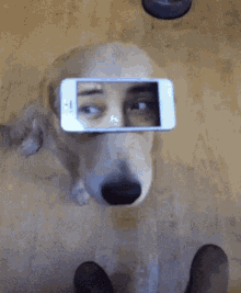 When Your Dog Gives You A Funny Look GIF - Funny Dogs Hilarious GIFs