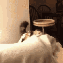 Angry Cat GIF - Angry Cat Fight GIFs