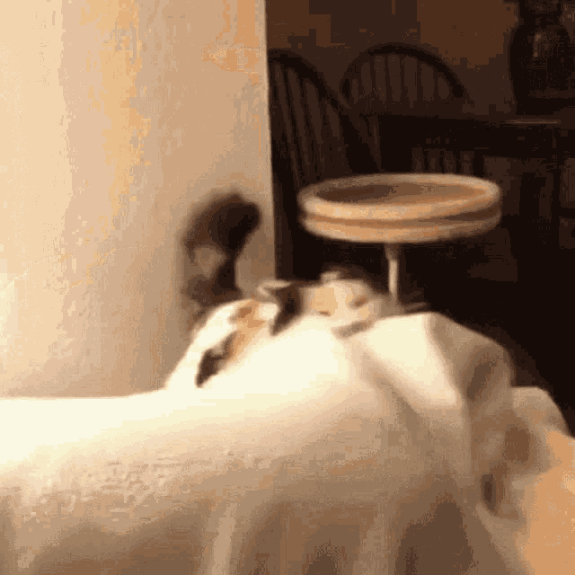 Cat Angry Cat GIF - Cat Angry Cat - Discover & Share GIFs