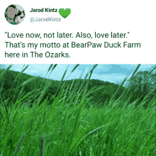 ozarks love now love later bearpaw duck farms grass