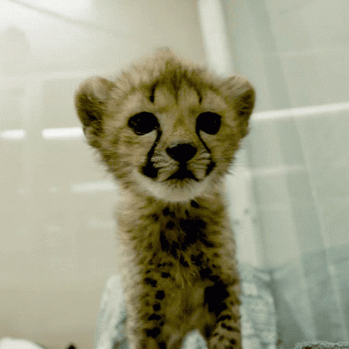 really cute baby cheetahs