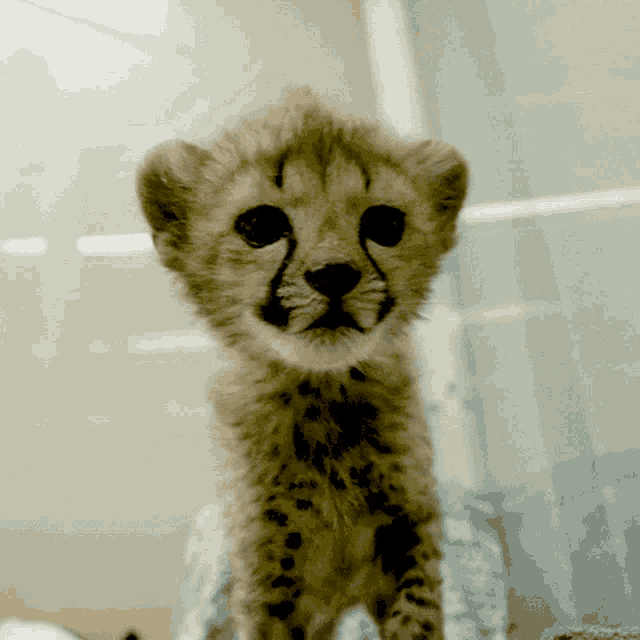 Cheetah Cub Playing With Football - Football - Sticker