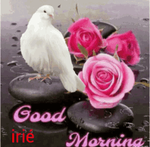 Rose Good Morning GIF - Rose Good Morning Irie GIFs