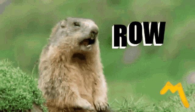 Gophers Row The Boat GIF Gophers Row The Boat Rtb Discover Share GIFs