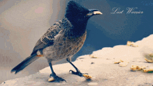 a bird standing on a rock with the words " last warrior " written below it