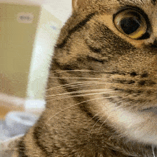 Cat Cat Peek GIF - Cat Cat Peek Peek GIFs