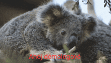 a koala bear is laying on a tree branch with ahoj demologove in red letters