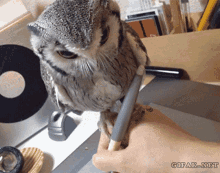 Wildlife Animals GIF - Wildlife Animals Owl GIFs