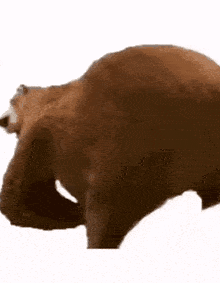 a close up of a brown dog 's back on a white background .