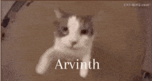 Arvinth Cat GIF - Arvinth Cat Arvinth GIFs