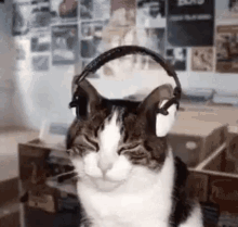 Gato Ouvindo Música / Fones De Ouvido / Que Hino / Curtindo Um Som / GIF - Cat Headphones Music GIFs