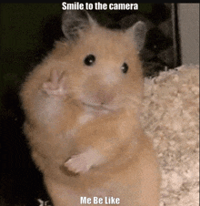 Me Be Like Hamster GIF