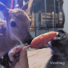 Licking A Popsicle Deer GIF - Licking A Popsicle Deer Monkey GIFs