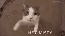 Hey Kisses GIF - Hey Kisses Cat GIFs