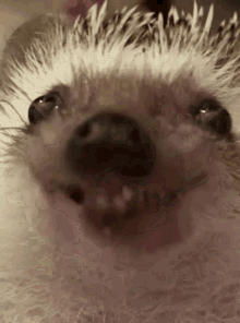 Nyam Nyam Hedgehog GIF