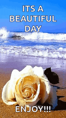 a picture of a rose on a beach with the words it 's a beautiful day enjoy