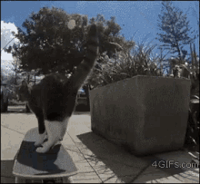 a cat is standing on a skateboard in front of a plant pot