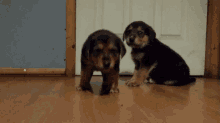 Puppies Cute GIF