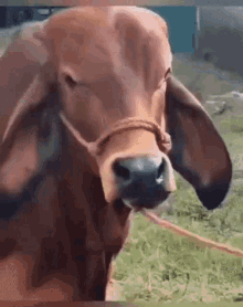 Cow What GIF - Cow What Wtf Cow GIFs