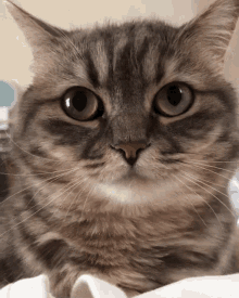 Cocoa Cat GIF - Cocoa Cat Cute Cat GIFs