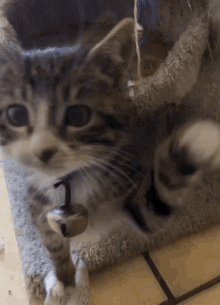 Cat Slap Cat Smack GIF - Cat Slap Cat Smack Gatito Smack GIFs