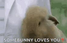 somebunny loves you cute bunny amor love you heart