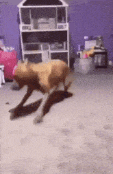 a dog is running in a room with a dollhouse in the background