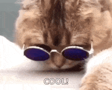 Cool Cat GIF - Cool Cat GIFs