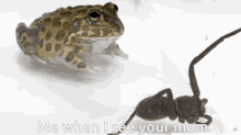 Ass Frog GIF - Ass Frog Mewhenyourmom GIFs