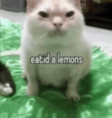Lemon Cat GIF - Lemon Cat Funny GIFs