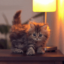 Cat Catty GIF - Cat Catty GIFs