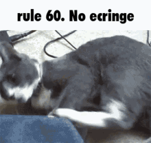 Rule60no Ecringe GIF - Rule60no Ecringe GIFs