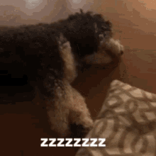 Dog Sleep GIF - Dog Sleep GIFs