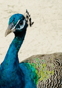 Rayya Peacock GIF - Rayya Peacock GIFs