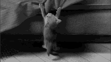 Holding For Dear Life GIF - Cats Cute GIFs