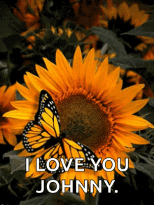 Flower Butterfly GIF - Flower Butterfly Sunflower GIFs