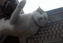 Colleja Cat GIF - Colleja Cat GIFs