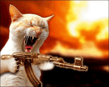 Cat Army GIF - Cat Army GIFs