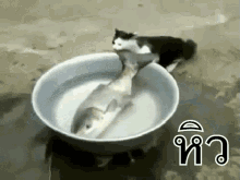 แมวหิว กินปลา GIF - Cat Hungry Eating GIFs