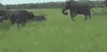 Buffalo GIF - Buffalo Around Elephants On The Land GIFs