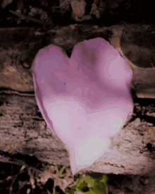 Heart Petal GIF - Heart Petal GIFs