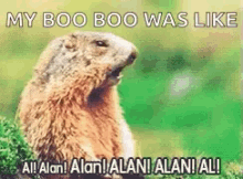 Marmotte Al GIF - Marmotte Al Allan GIFs