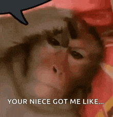 a close up of a monkey with a speech bubble that says `` your niece got me like '' .