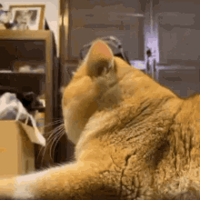 Kokhun Cat GIF - Kokhun Cat Turnaround GIFs