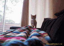 Kitten Attack GIF - Kitten Attack GIFs