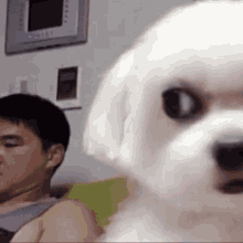 Jungkook Puppy Jungkook Cute GIF - Jungkook Puppy Jungkook Cute Jungkook Sus GIFs