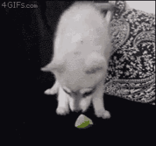 Dog Lemon GIF - Dog Lemon Lick GIFs